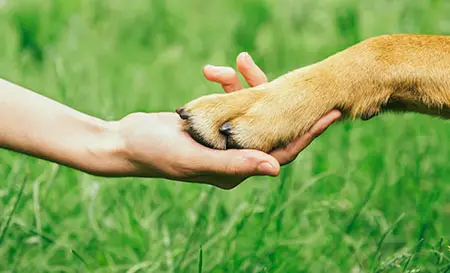 dog shaking hands with person